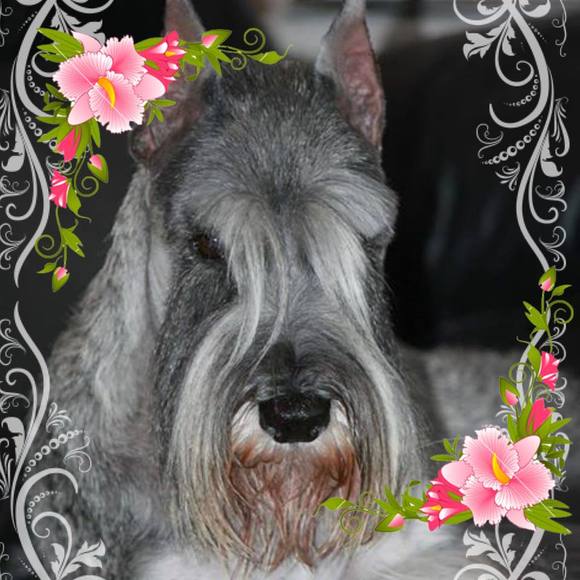 schnauzer4